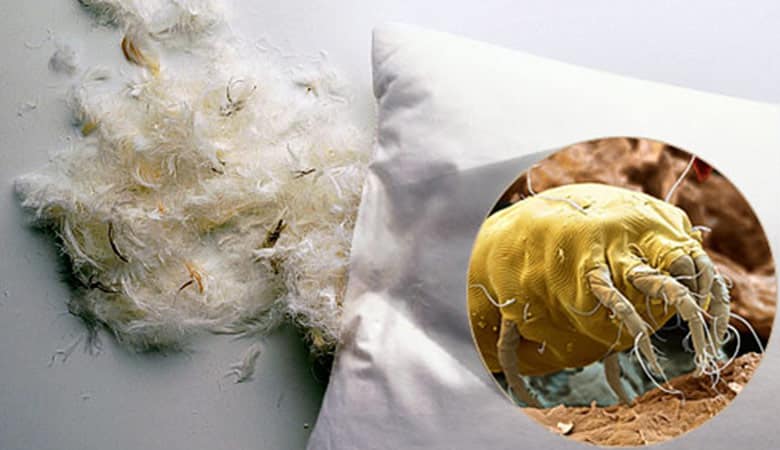 Dust-mites-in-buckwheat-pillow