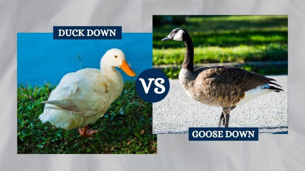 Goose vs. Duck Down Pillows Differences & Which to Pick